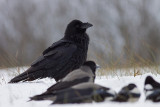 Kruk (<i>Corvus corax</i>)