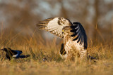 Myszolow (<i>Buteo buteo</i>)