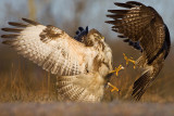 Myszolow (<i>Buteo buteo</i>)