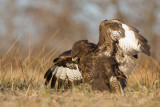 Myszolow (<i>Buteo buteo</i>)