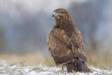 Myszolow (<i>Buteo buteo</i>)