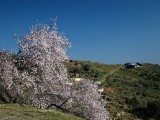 Almond blossom near Moclinejo