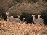 Deer on Camaderry Mountain