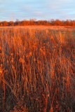 Low Sun on the Prairie