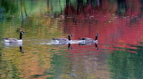 D33_6932.jpg
