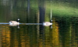 D33_7128.jpg