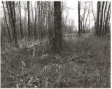pentax 67 sauvie island