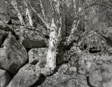 washugalriver10-04.jpg