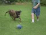 Football by Laurie B. Adams