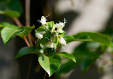 Passiflora edulis first bud