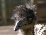 Emu