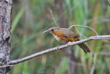 Rusty-cheeked Scimitar Babbler