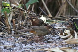 White-browed Laughingthrushes