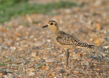 Pacific Golden Plover