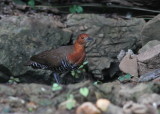 Slaty-legged Crake