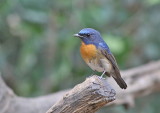 Chinese Blue Flycatcher