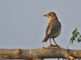 Rosy Starling, juvenile