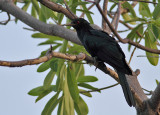 Asian Koel