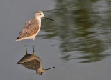 Marsh Sandpiper