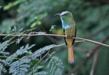 Blue-bearded Bee-eater