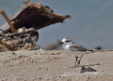 White-faced Plover