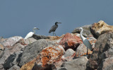 Egrets