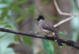 Sooty-headed Bulbul