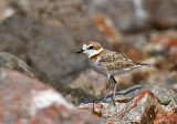 Malaysian Plover