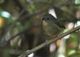 Slaty-blue Flycatcher