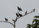 Spot-winged Starlings