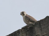 Perergrine Falcon, juvenile