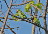 Red-breasted Parakeets