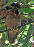 White-fronted Scops Owl