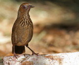 Spot-breasted Laughingthrush