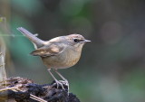 Siberian Rubythroat