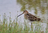 Common Snipe