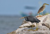 Pacific Reef Egret