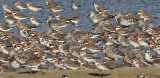 Great and Red Knots