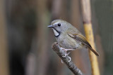 White-gorgetted Flycatcher