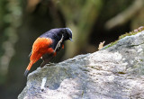 White-capped Redstart