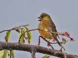 Grey-capped Greenfinch