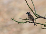 Meadow bunting, male
