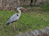 Grey Heron