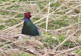 Japanese Green Pheasant