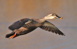Eastern Spot-billed Duck (Chinese)