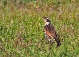 Dusky Thrush