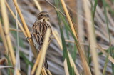 Common Reed Bunting