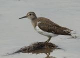 Common Sandpiper