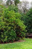 Orange Grove at Golden Raintree Citrus Gardens