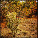 Cactus.jpg